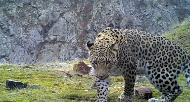 Anadolu Leoparı Yeniden Görüntülendi