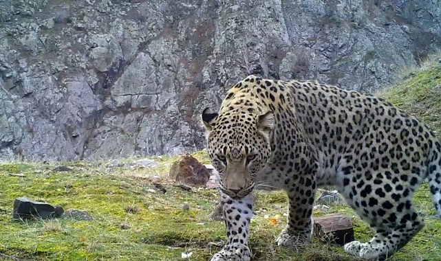 Anadolu Leoparı Yeniden Görüntülendi