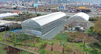 Rize Belediyesi Sera Alanında 300 Bitki Türü Üretiliyor