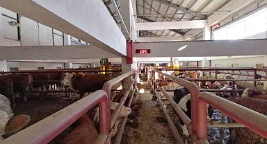 Ordu'da Sığır Yetiştiriciliği Tesisi Faaliyete Geçti