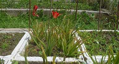 Endemik Bitki Türü 