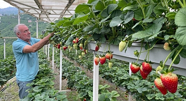Giresun'da Çilek Fındığın Önüne Geçti