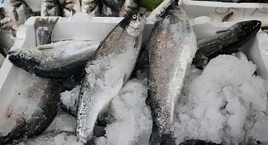 Türk Somonu İhracatında Dev Artış