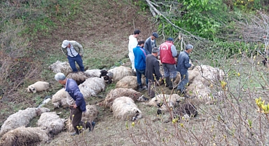 Ayı Saldırısında 76 Koyun Telef Oldu