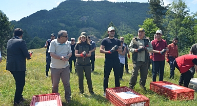 500 Kınalı Keklik Doğaya Salındı