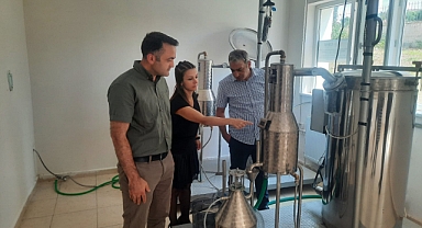 Amasya Üniversitesi'nde İlk Lavanta Yağı Üretimi Yapıldı