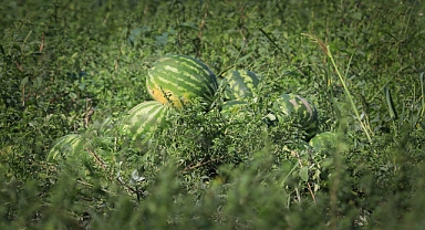 Bafra Ovası'nda Karpuz'dan 100 Bin Ton Rekolte Bekleniyor
