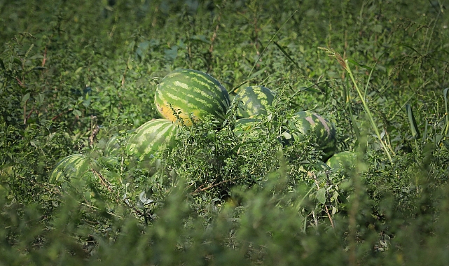 Bafra Ovası'nda Karpuz'dan 100 Bin Ton Rekolte Bekleniyor