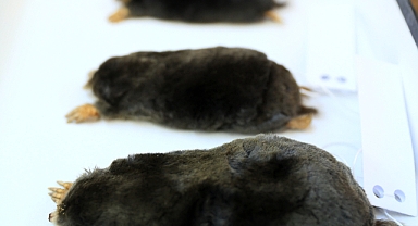 En Büyük Köstebek Türü Hakkari'de Keşfedildi