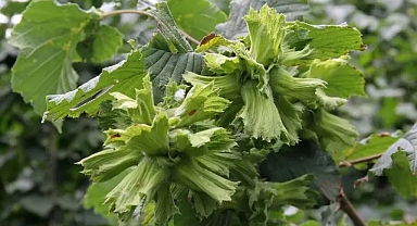 Fındık üreticilerine Erken Hasat Uyarısı