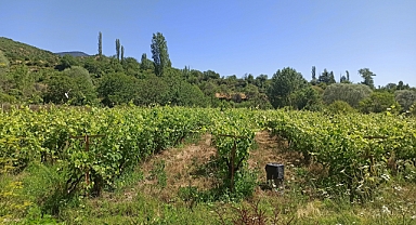 Kahta Cinsi Üzümün Kilosu 25. Yaprağı 100 Liradan Satılıyor