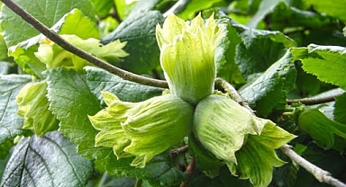 Ordu'da Fındık İşçi Yevmiyesi ve Diğer Ücretler Açıklandı