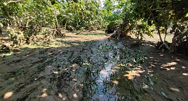 Şiddetli Yağış Nedeniyle Taşan Dere Fındık Bahçelerine Zarar Verdi