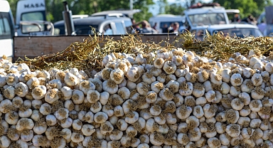 Taşköprü Sarımsağı Kastamonu'da Satışa Sunuldu