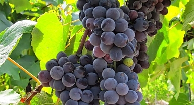 Trabzon'da İsabella Üzümü Yetiştiriciliğine Devlet Desteği