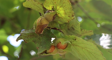 Fındık Üreticisi ve Mevsimlik İşçiler Hasat İçin Gün Sayıyor
