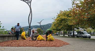 Havaların Sıcak Olması Fındık Kurutma İşlemini Kolaylaştırıyor