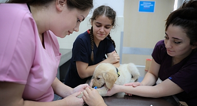 OMÜ Hayvan Hastanesi'nde 6 Ayda 10 Bin Hayvan Tedavi Edildi