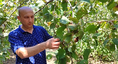 Salıpazarı'nda Fındık Hasadı Başladı