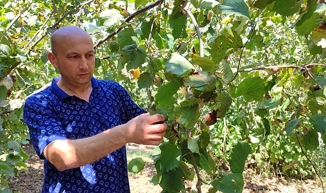 Salıpazarı'nda Fındık Hasadı Başladı