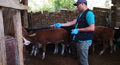 Sungurlu'da Şap Karantinası Başlatıldı