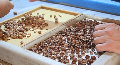 Terme'de Üreticiler Topladıkları Fındığı Pazara İndirmeye Başladı