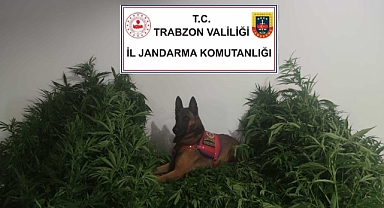 Trabzon'da Uyuşturucu Operasyonu 2 Kişi Gözaltında