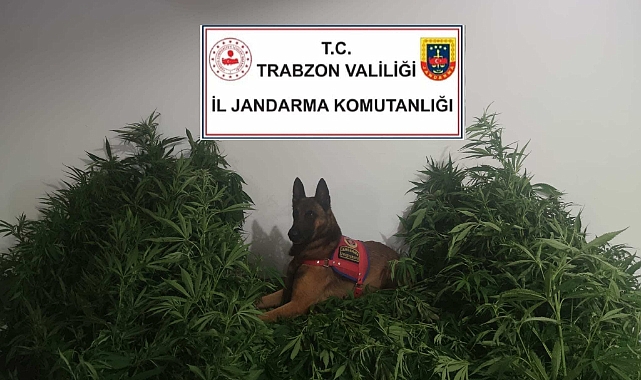 Trabzon'da Uyuşturucu Operasyonu 2 Kişi Gözaltında