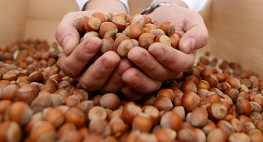 Fındıkta İhracat Geliri Hedefi 2 Milyar Dolar