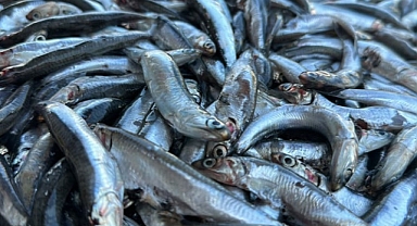 Hamsi İhracatından 8 Ayda 8.3 Milyon Dolar Gelir Elde Edildi