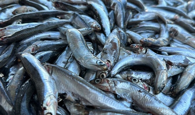 Hamsi İhracatından 8 Ayda 8.3 Milyon Dolar Gelir Elde Edildi