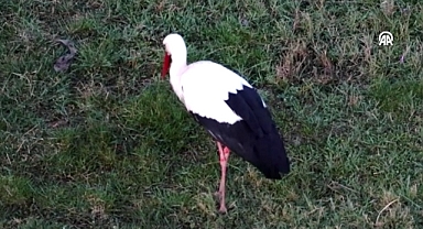 Leyleklerin Erken Göçü Sert Geçecek Kışın Habercisi