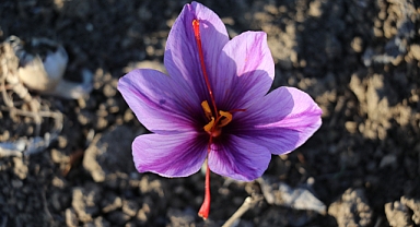 Safranbolu Safranı AB Tarafından Tescillendi