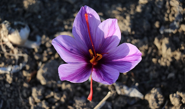 Safranbolu Safranı AB Tarafından Tescillendi