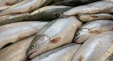 Trabzon'un Türk Somonu İhracatı Geliri 5 Yılda Yüzde 968 Arttı