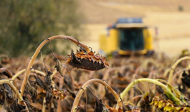 Bayburt'ta Ayçiçeği Üretim Alanları Genişliyor