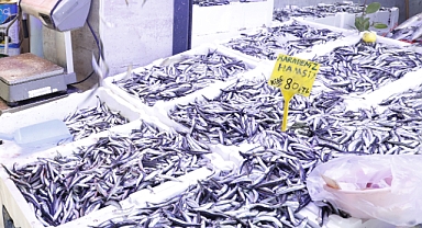 Bollaşan Hamsinin Fiyatı Düşmeye Başladı