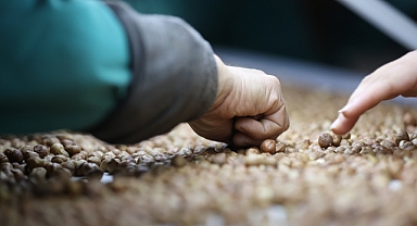 Düzce'den AB Ülkelerine 9 Ayda 3 Bin 868 Ton İç Fındık İhraç Edildi