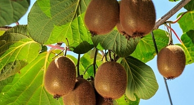 Giresun'da 2023 Kivi Hasadından 990 Ton Rekolte Bekleniyor