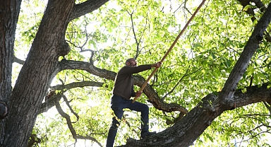 Giresun'da Şebin Cevizi Hasadı Başladı