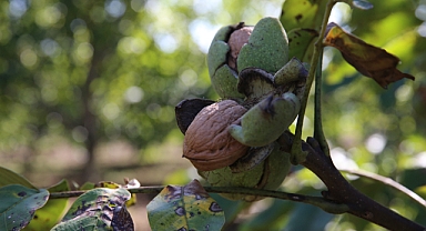 Niksar Cevizi'nde Hedeflenen Rekolte 2 Bin 500 Ton