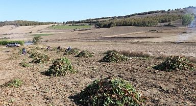 Şeker Pancarı Hasadı Üreticinin Yüzünü Güldürüyor
