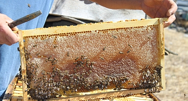 Tosya'da 55 Ton Bal Hasadı Yapıldı