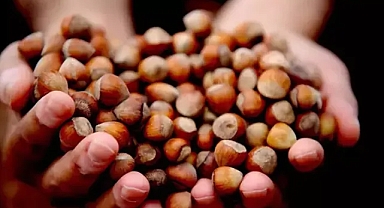 Trabzon'da Fındıktan 1 Ayda 27.9 Milyon Dolarlık İhracat Yapıldı