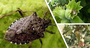 Trabzon'da Kahverengi Kokarca İle Mücadele Etkin Şekilde Devam Ediyor