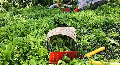 2024 Yaş Çay Alım Fiyatı Açıklandı