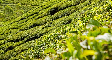 CHP Of İlçe Sekreteri Mertcan Atik'ten Çay Üreticisine Destek Çağrısı