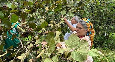 CHP Trabzon Milletvekili Sibel Suiçmez'den Fındık Taban Fiyatı Açıklaması
