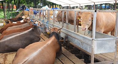 Giresun'da Kurbanlık Satış Alanı Hazır Hale Getirildi