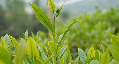 CHP Of İlçe Sekreteri Mertcan Atik ÇAYKUR'un Çay Alımını Durdurmasına Tepki Gösterdi